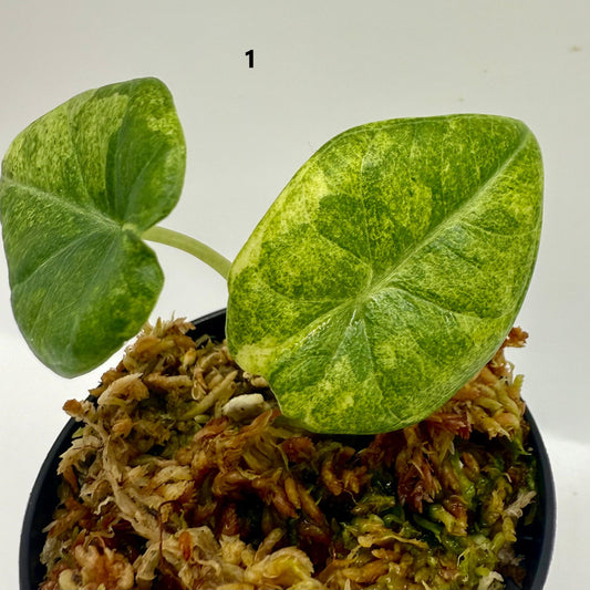 Alocasia Maharani Gold Variegata