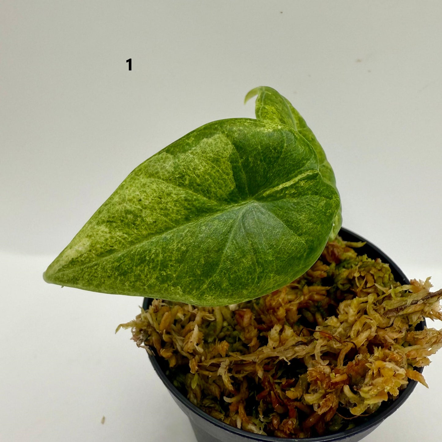 Alocasia Maharani Gold Variegata