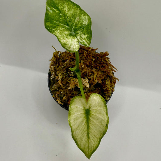 Alocasia Okinawa Mint Variegata