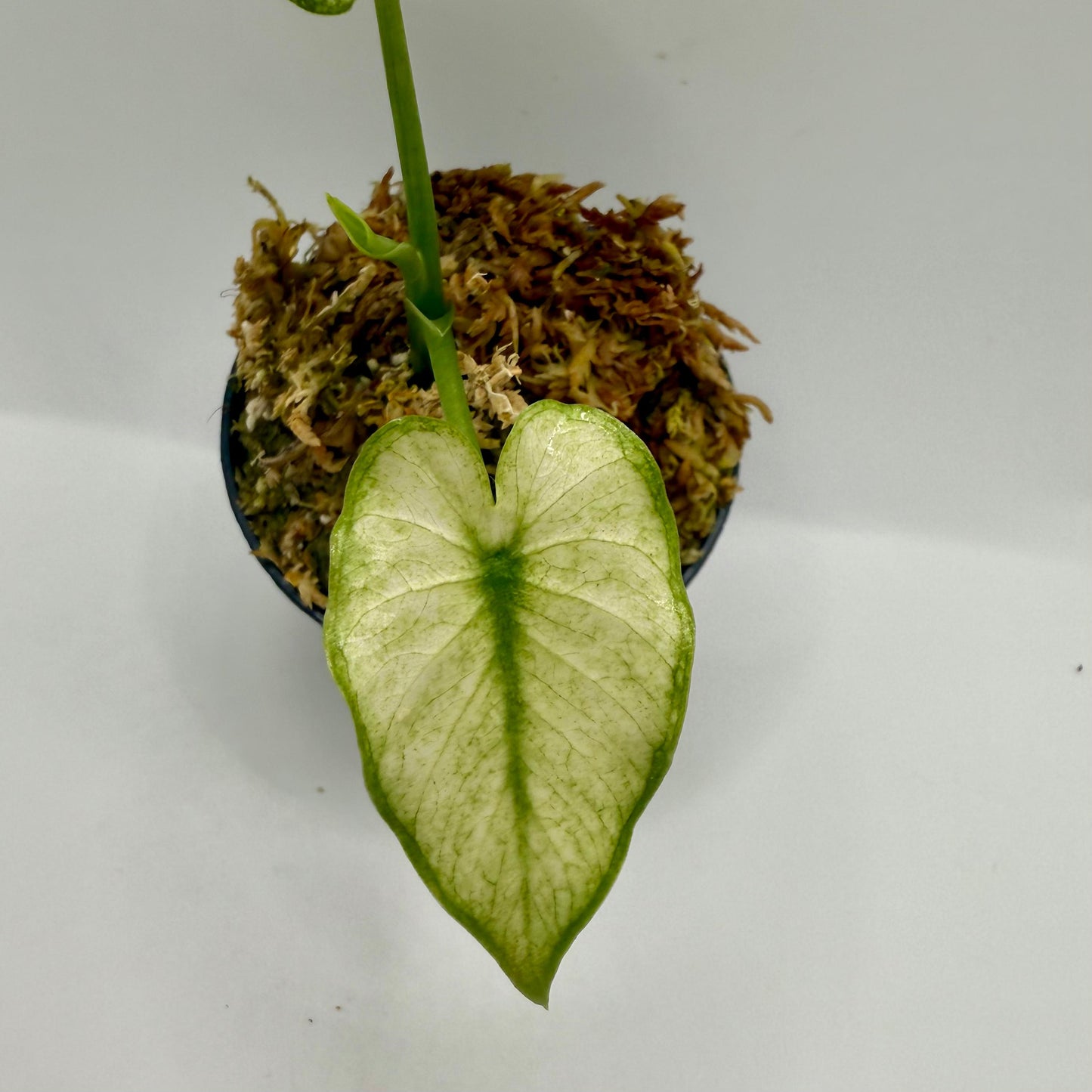 Alocasia Okinawa Mint Variegata