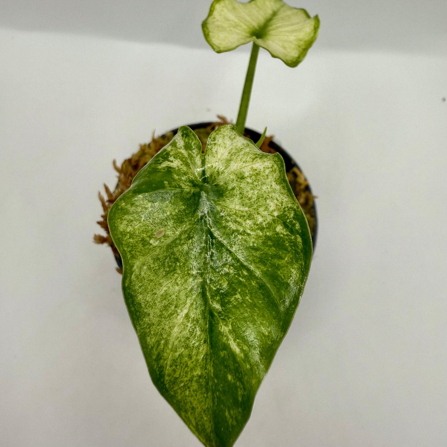 Alocasia Okinawa Mint Variegata