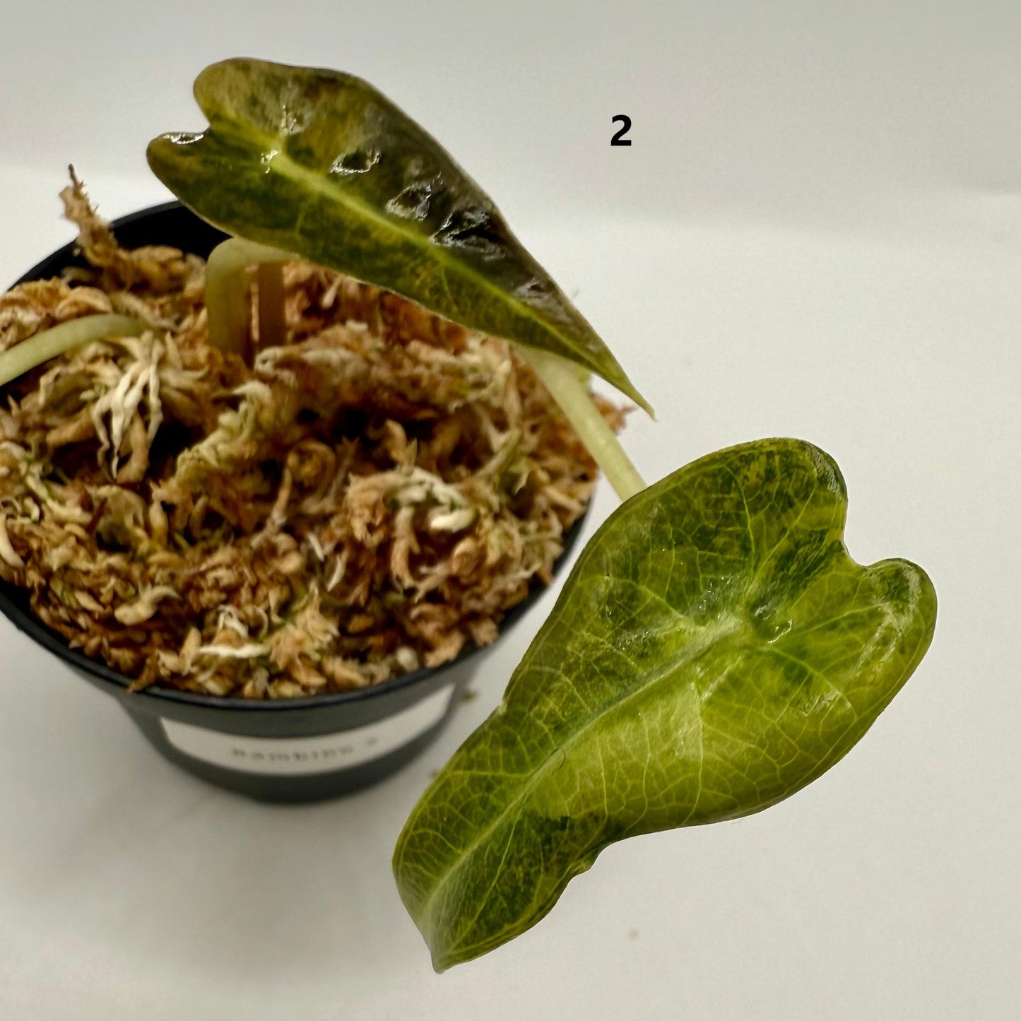 Alocasia Bambino Aurea Variegata