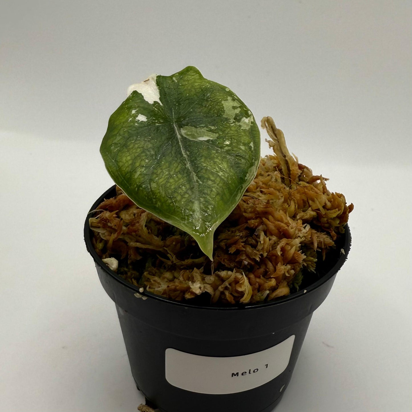 Alocasia Melo Albo Variegata