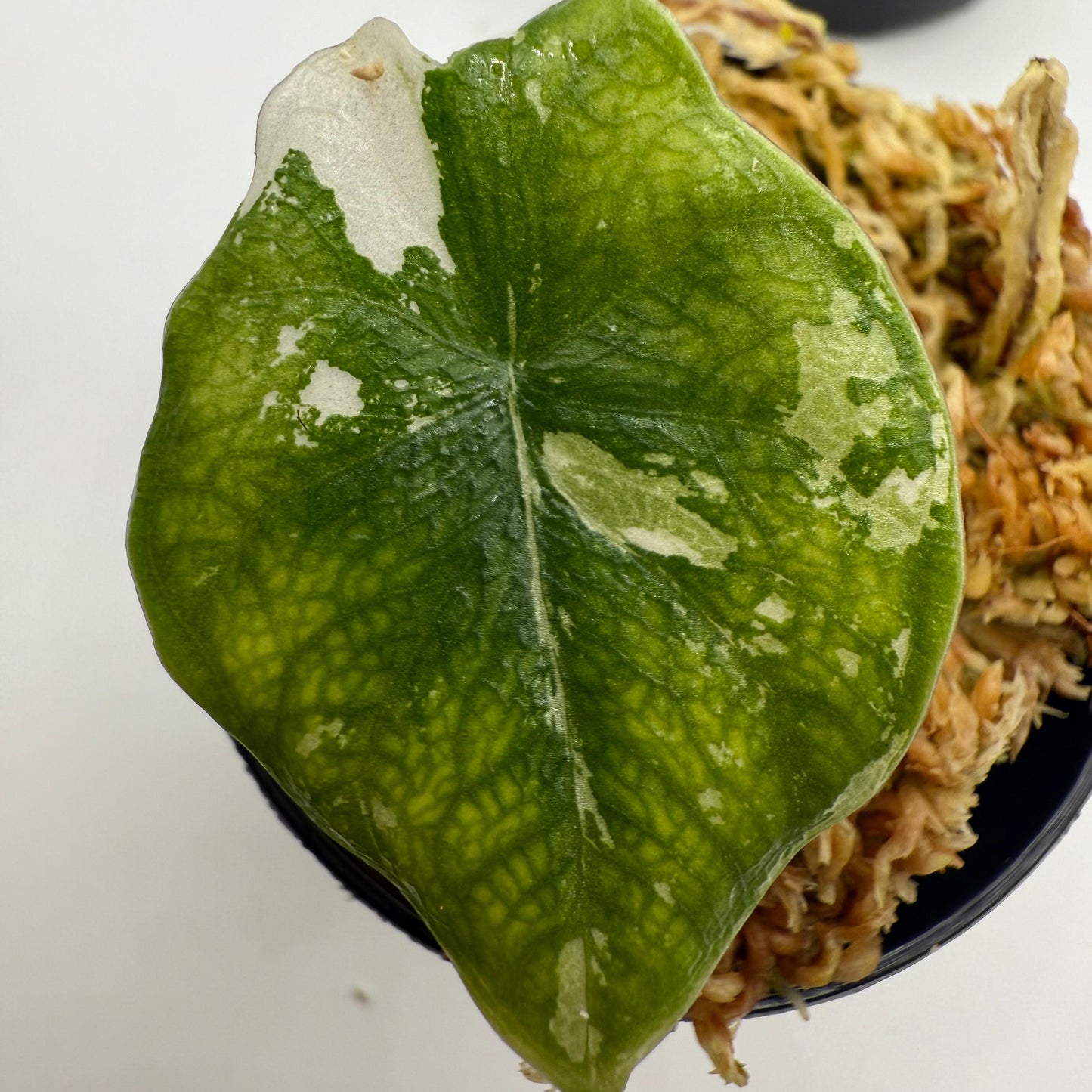 Alocasia Melo Albo Variegata