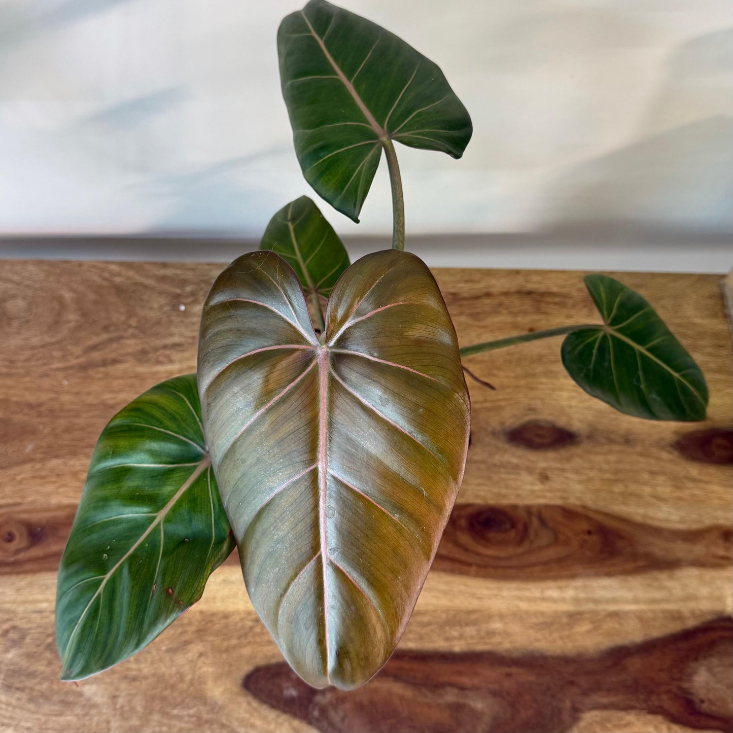 Philodendron Summer Glory - Medium Size