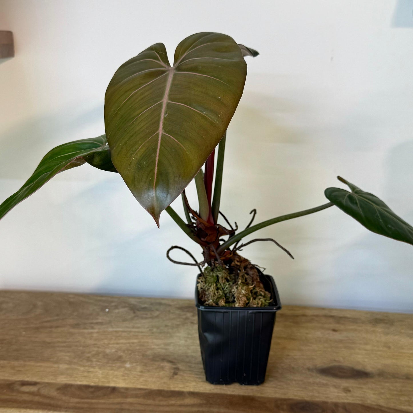 Philodendron Summer Glory - Medium Size