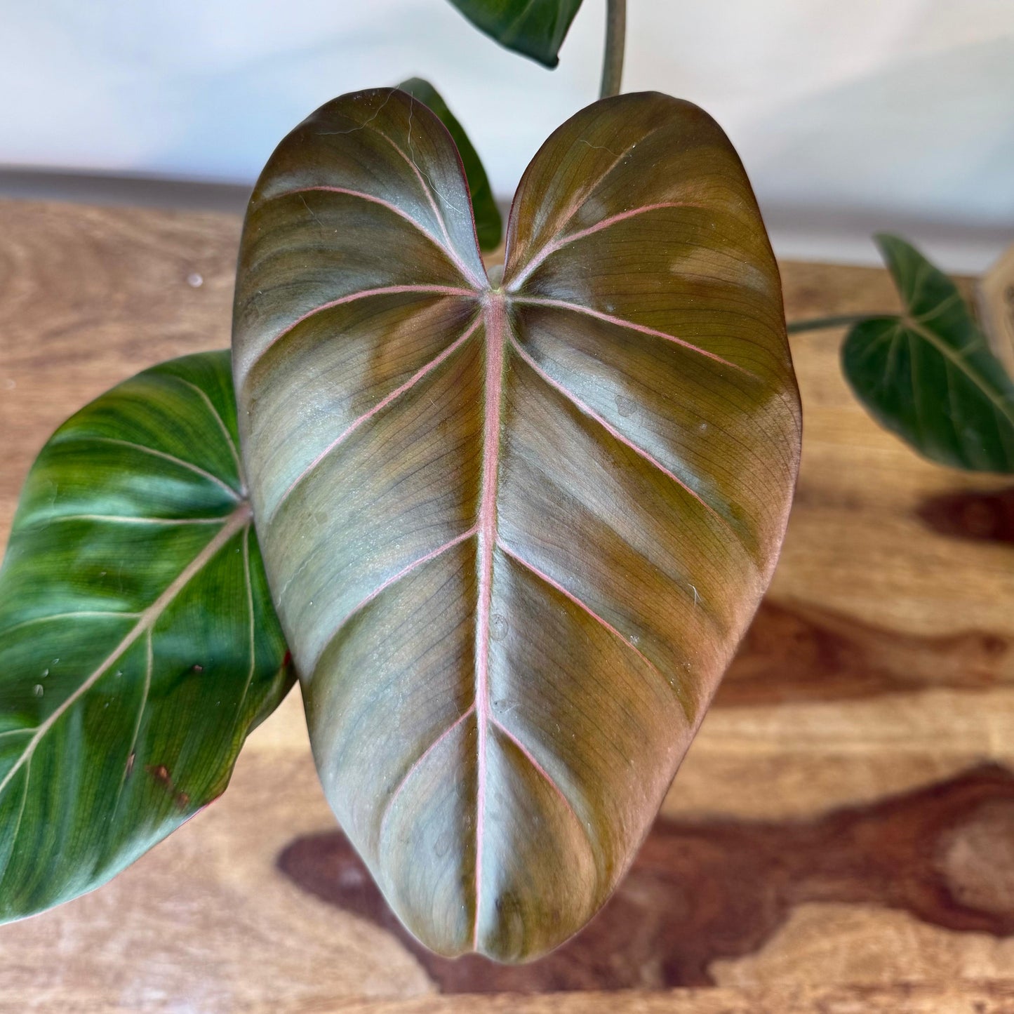 Philodendron Summer Glory - Medium Size