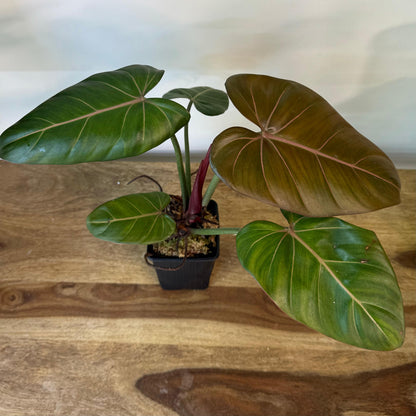 Philodendron Summer Glory - Medium Size