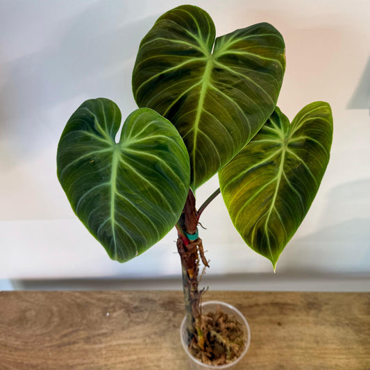 Philodendron El Choco Red - Medium Size