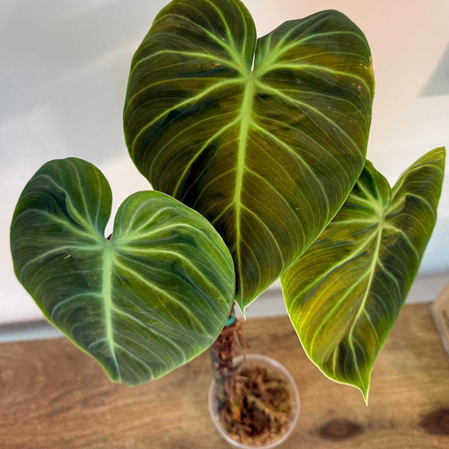 Philodendron El Choco Red - Medium Size