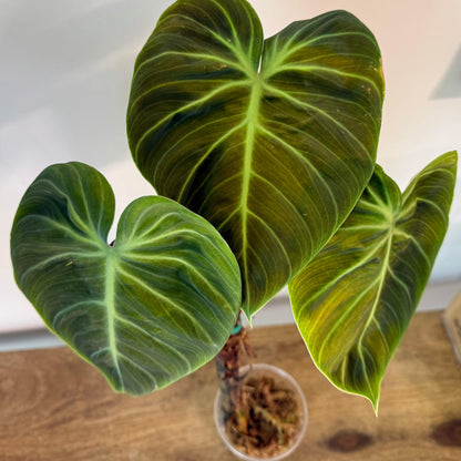 Philodendron El Choco Red - Medium Size