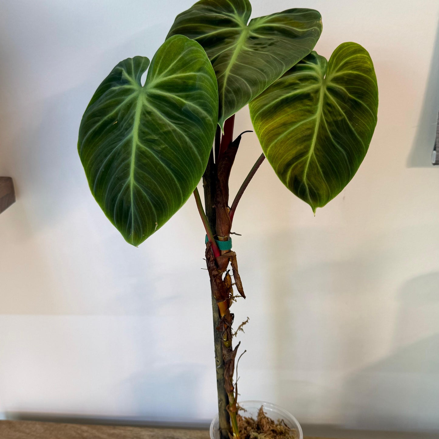 Philodendron El Choco Red - Medium Size