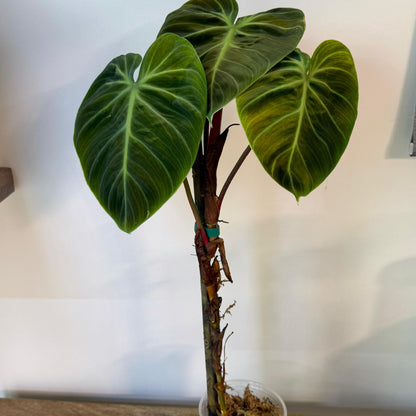 Philodendron El Choco Red - Medium Size