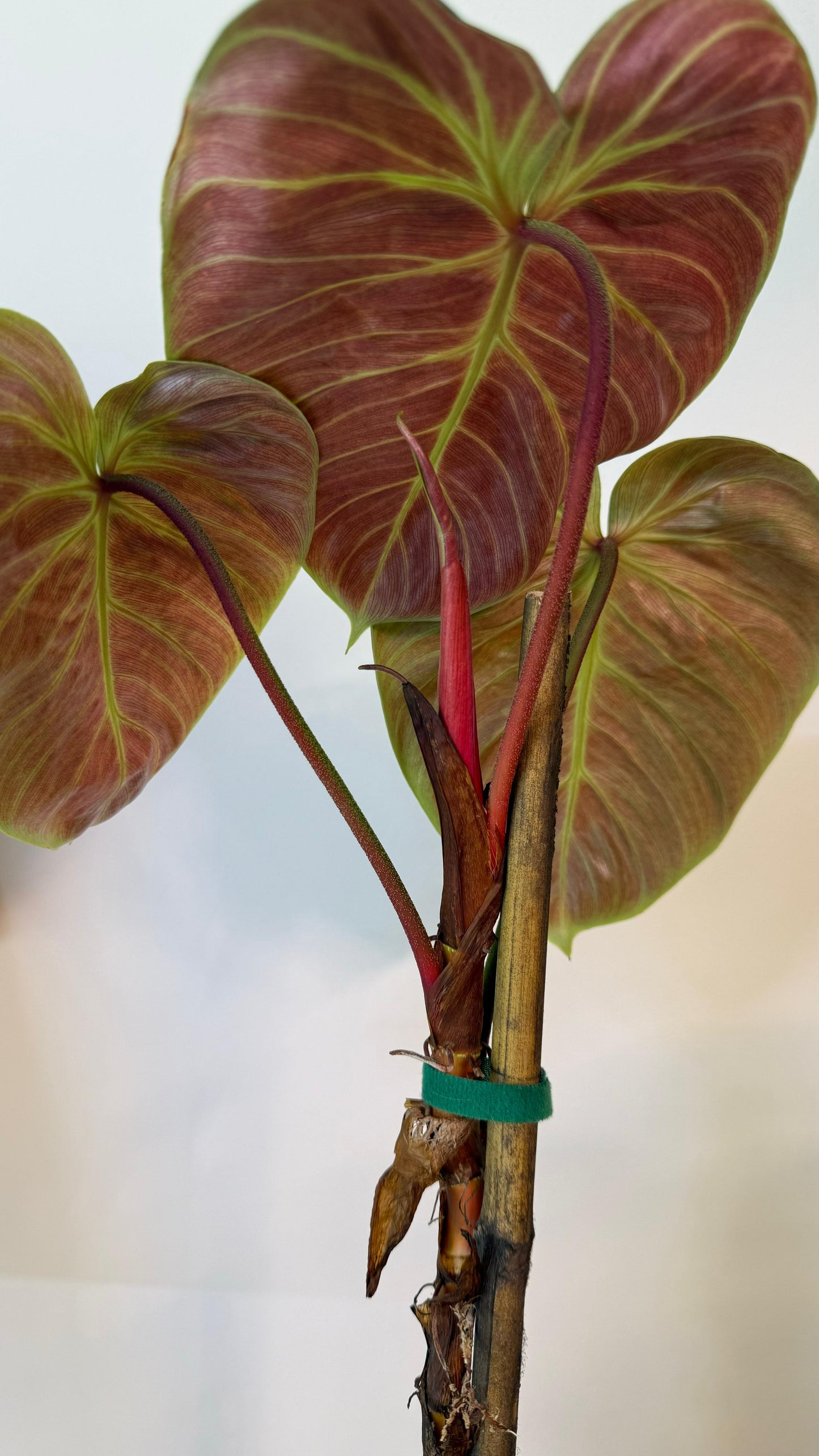 Philodendron El Choco Red - Medium Size