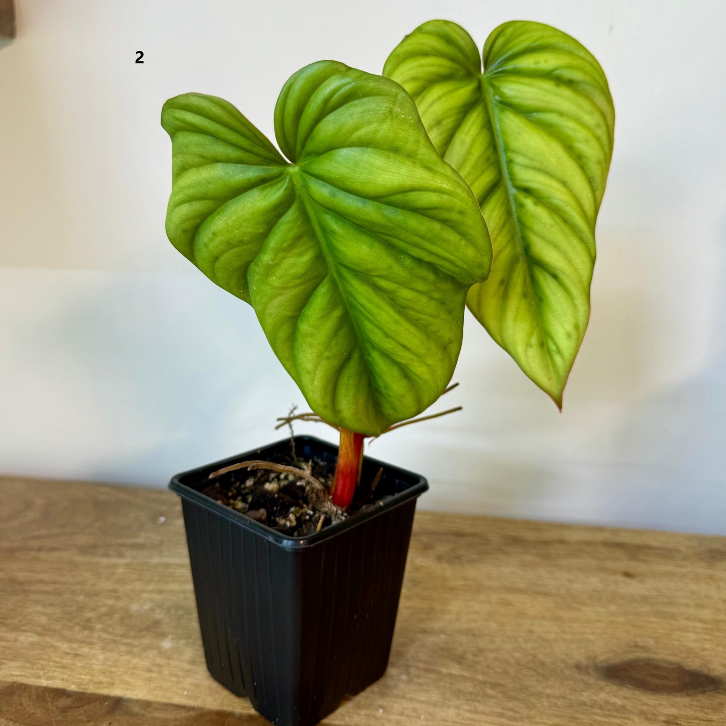 Philodendron SP Colombia - Medium Size