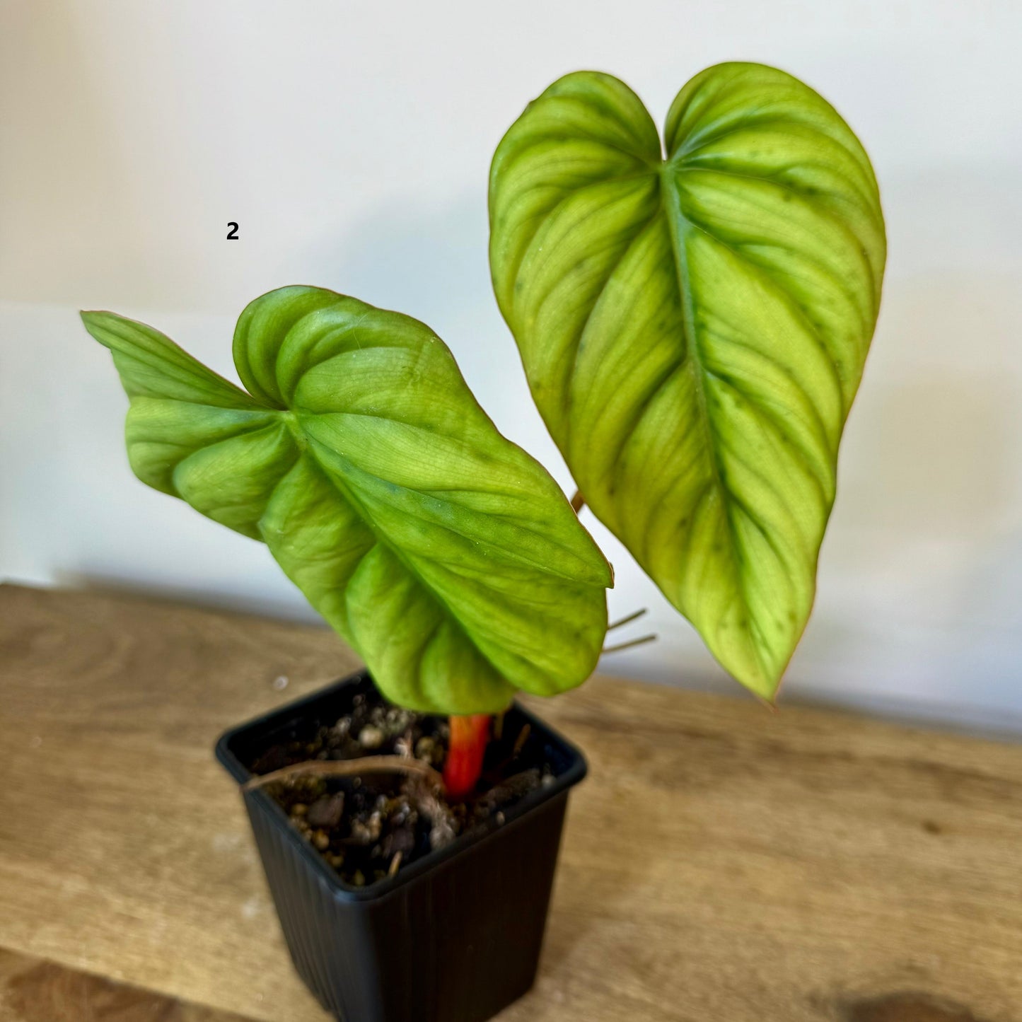 Philodendron SP Colombia - Medium Size