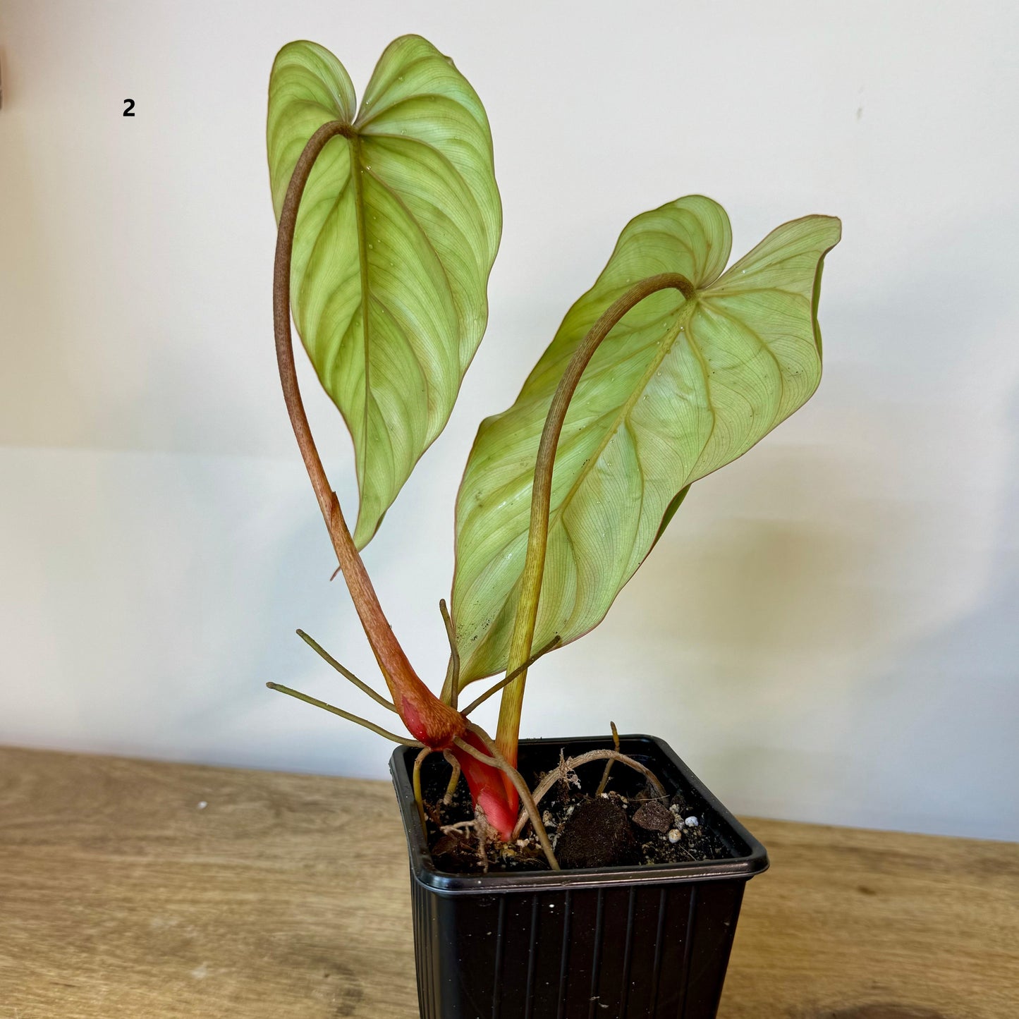 Philodendron SP Colombia - Medium Size