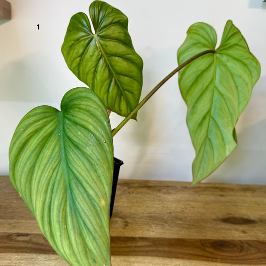 Philodendron SP Colombia - Medium Size