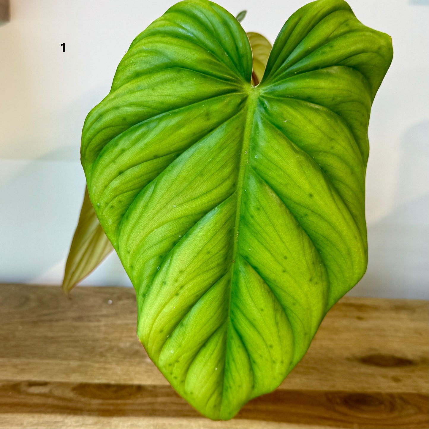 Philodendron SP Colombia - Medium Size