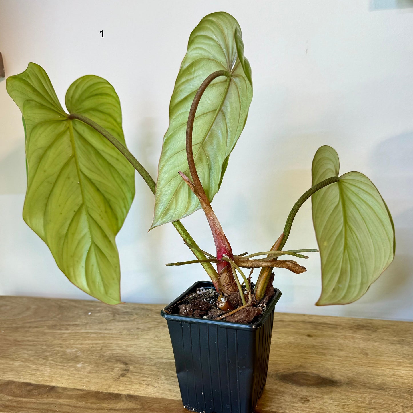 Philodendron SP Colombia - Medium Size