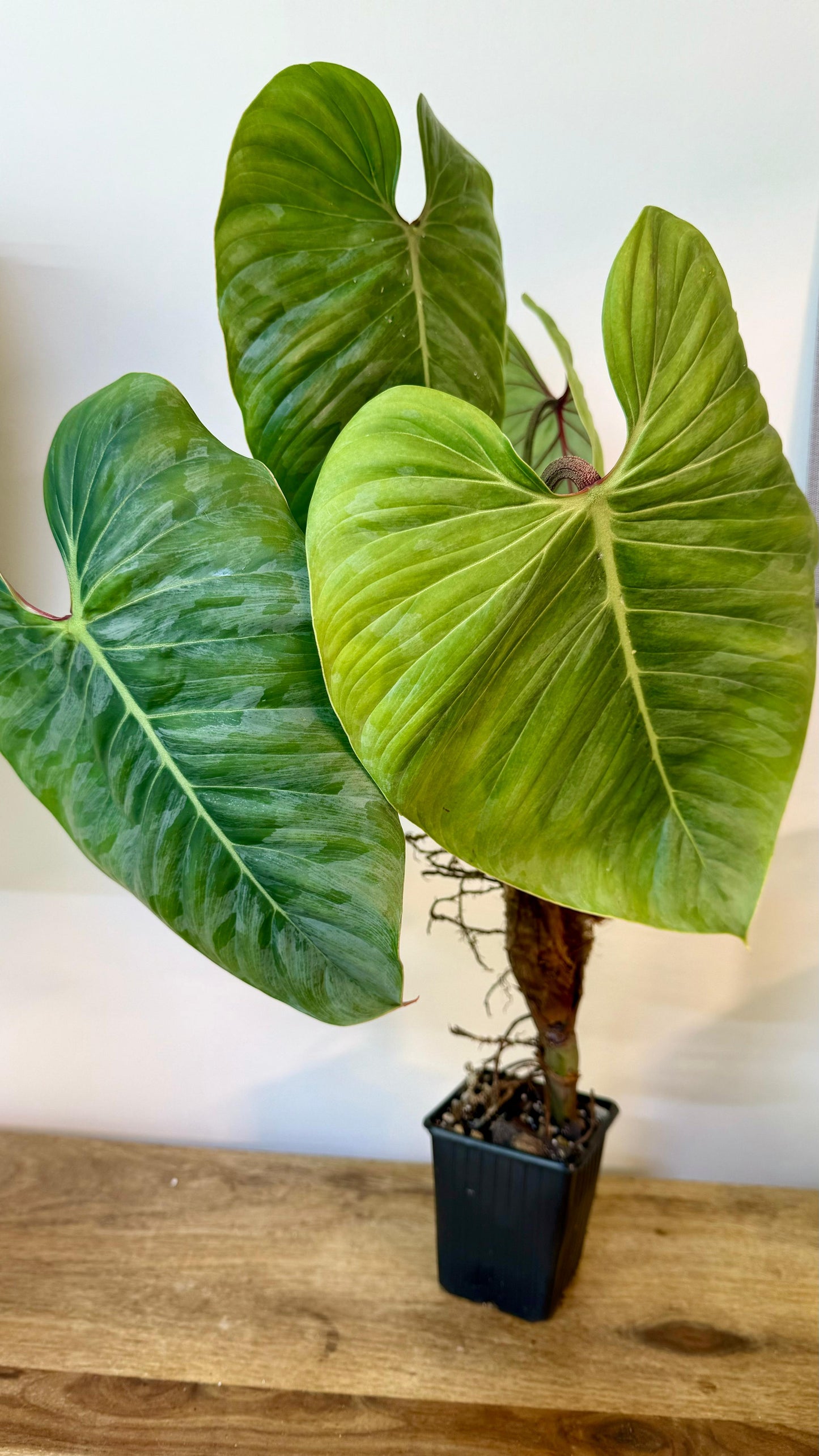 Philodendron Sodiroi - Large Size