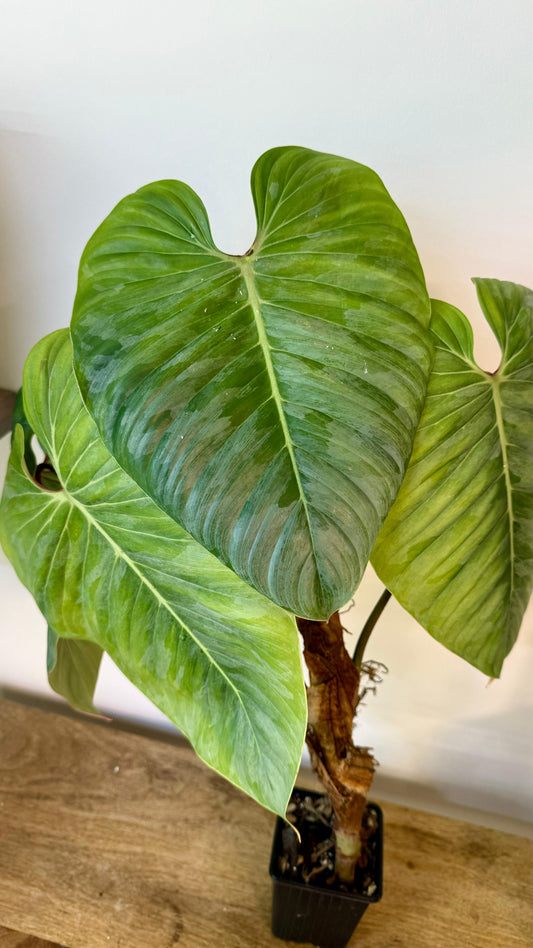 Philodendron Sodiroi - Large Size