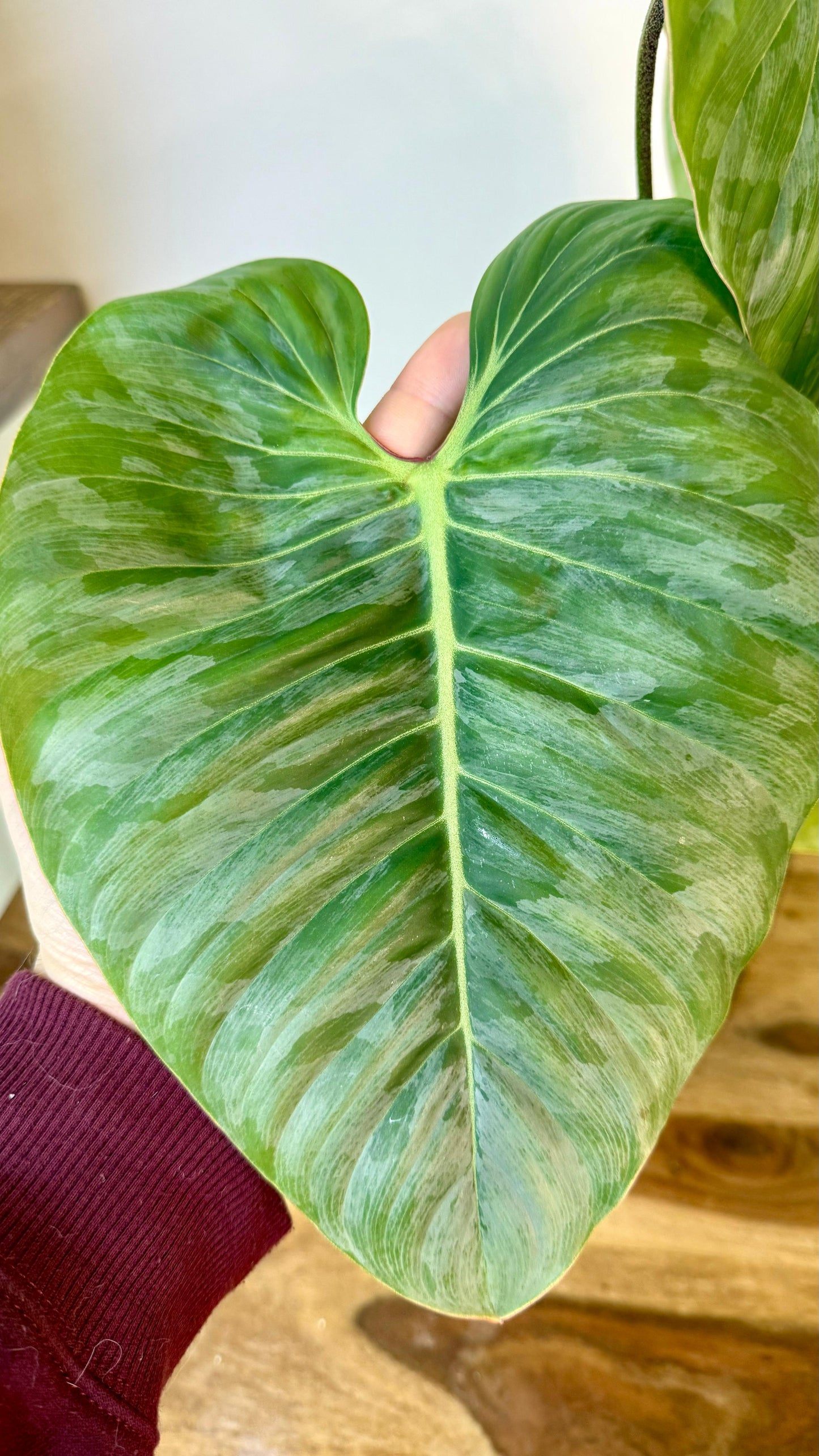 Philodendron Sodiroi - Large Size