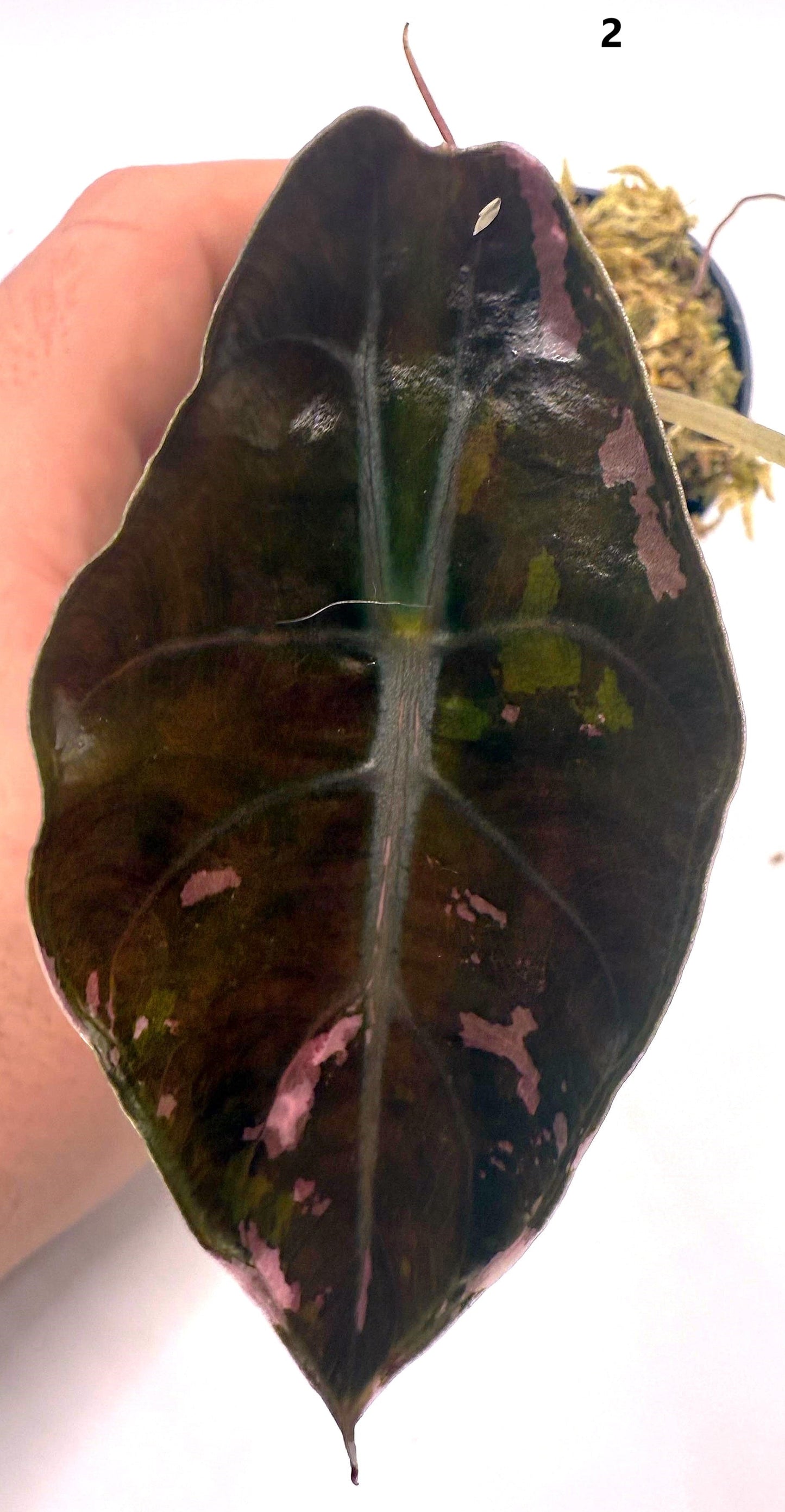 Alocasia Chantrieri Pink Variegata