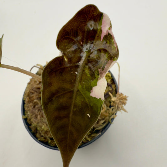 Alocasia Chantrieri Pink Variegata