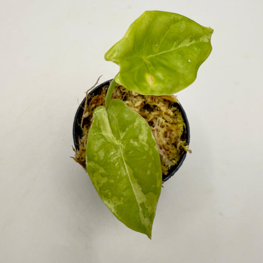 Alocasia Acuminata Albo Variegata