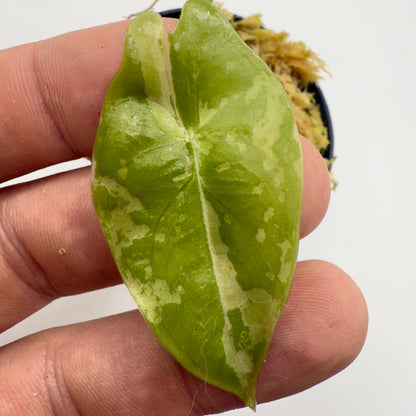 Alocasia Acuminata Albo Variegata