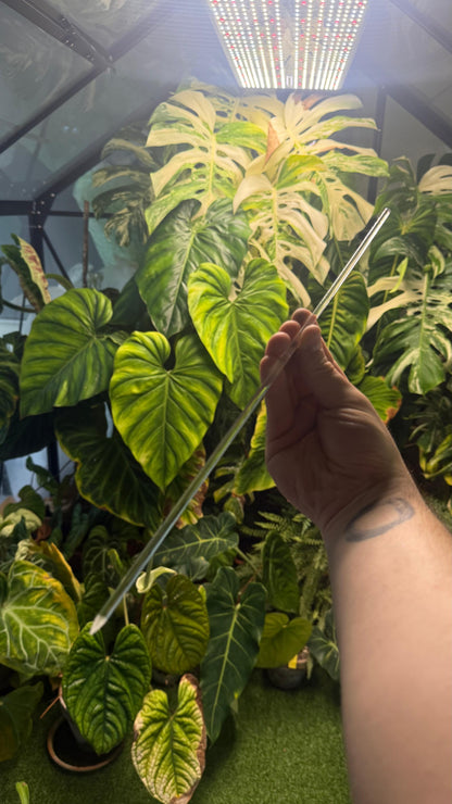 Clear Acrylic Plant Stakes