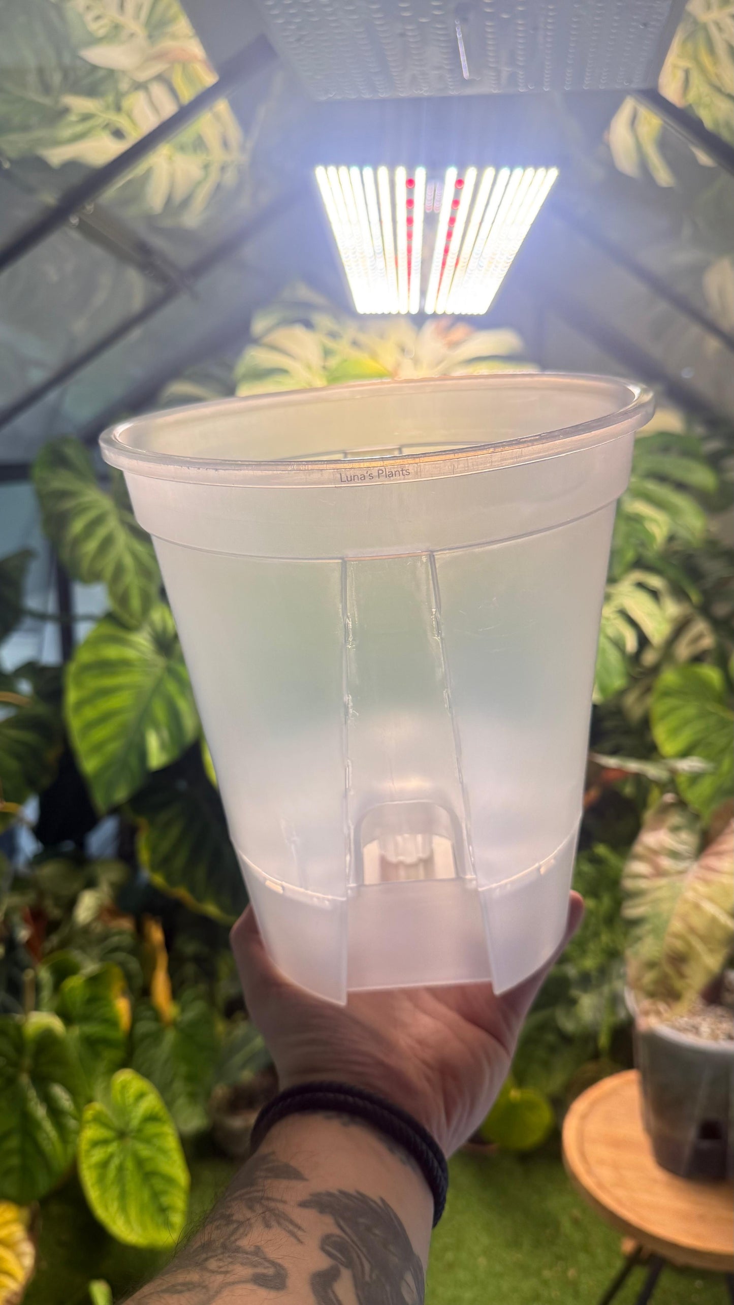 Self-Watering Aroid Pots