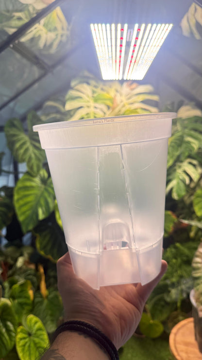 Self-Watering Aroid Pots