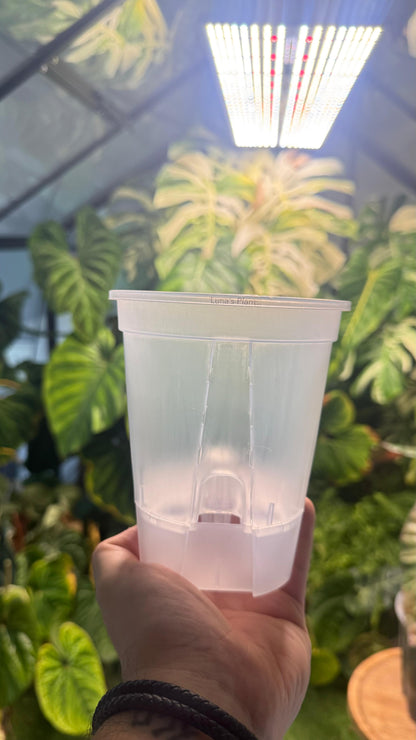 Self-Watering Aroid Pots