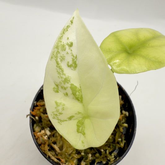 Alocasia Sinuata Albo/Mint Variegata