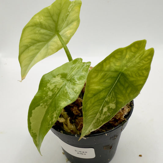 Alocasia Simpo Albo Variegata