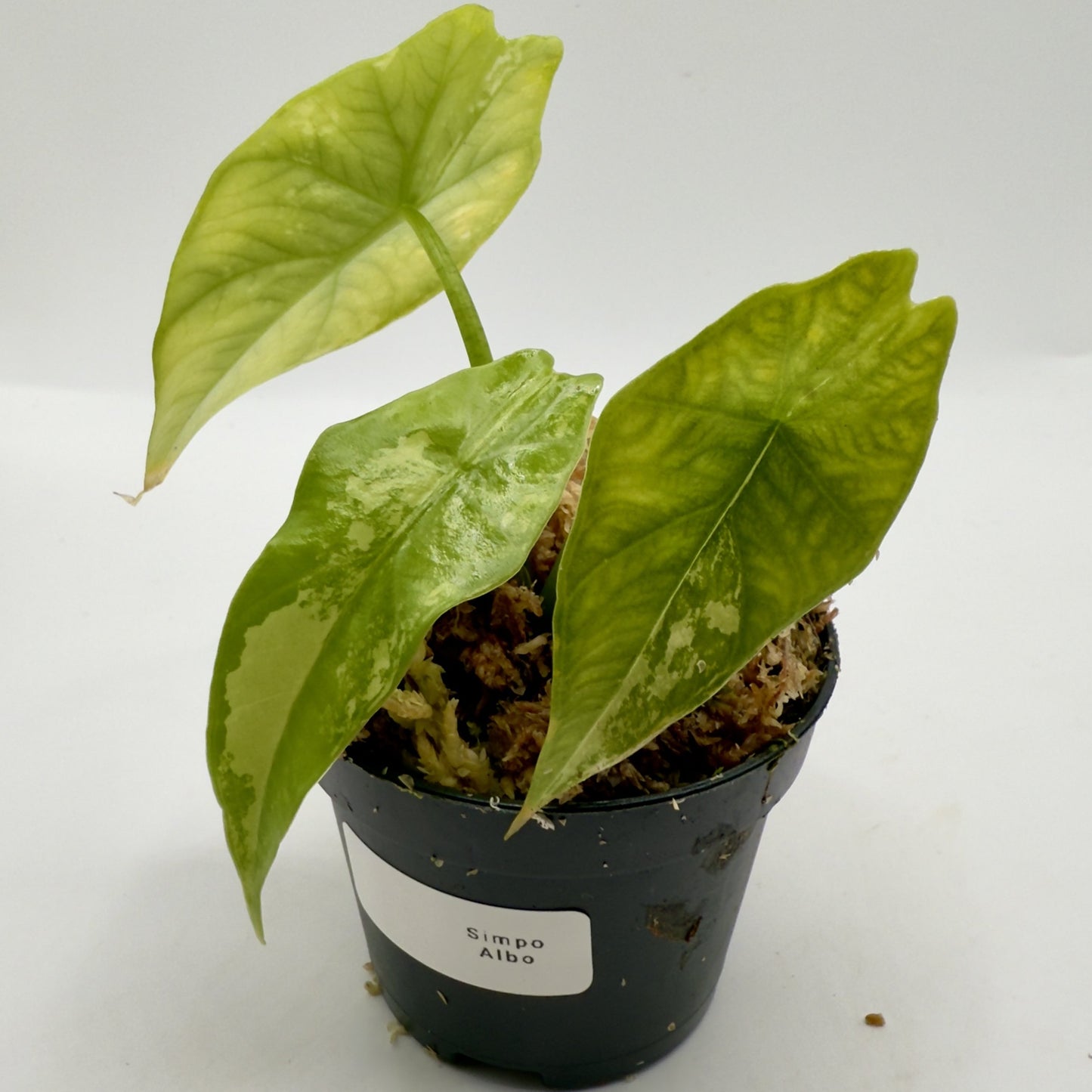 Alocasia Simpo Albo Variegata