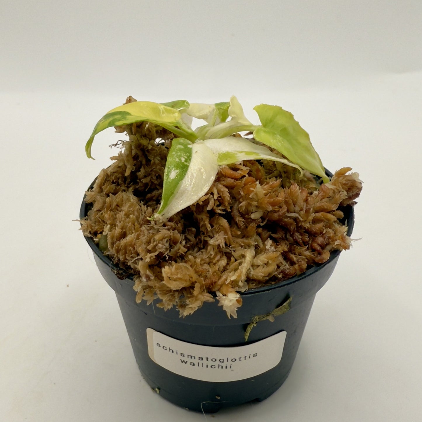 Schismatoglottis Wallichii Variegata