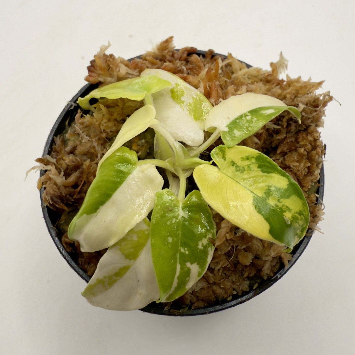 Schismatoglottis Wallichii Variegata
