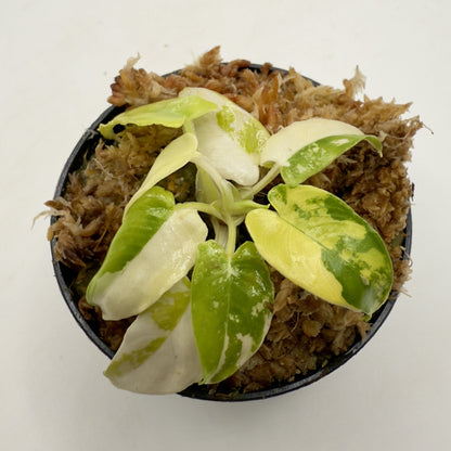 Schismatoglottis Wallichii Variegata