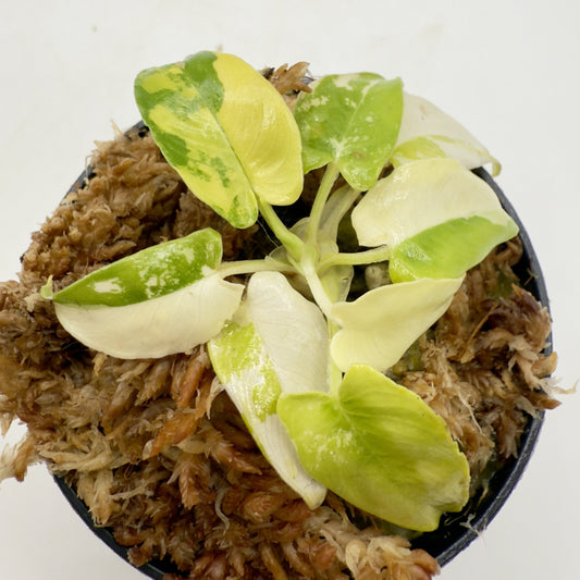 Schismatoglottis Wallichii Variegata
