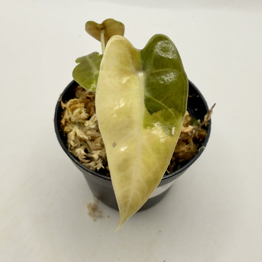 Alocasia Bambino Aurea Variegata