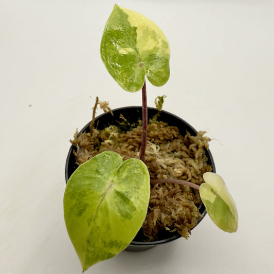 Alocasia Black Stem Aurea Variegata