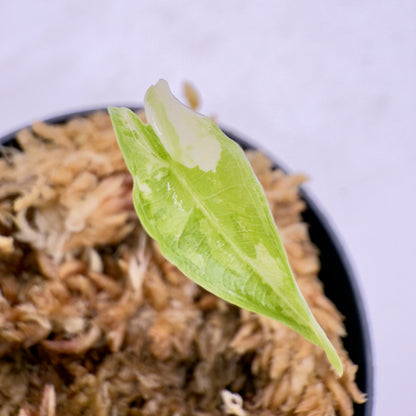 Alocasia Sarian Albo Variegata