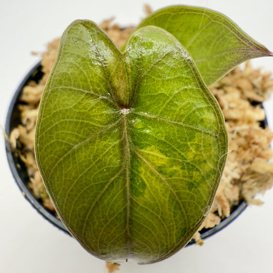 Alocasia Yucatán Princess Aurea Variegata