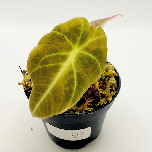 Alocasia Black Velvet Gold Variegata