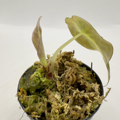 Alocasia Black Velvet Gold Variegata