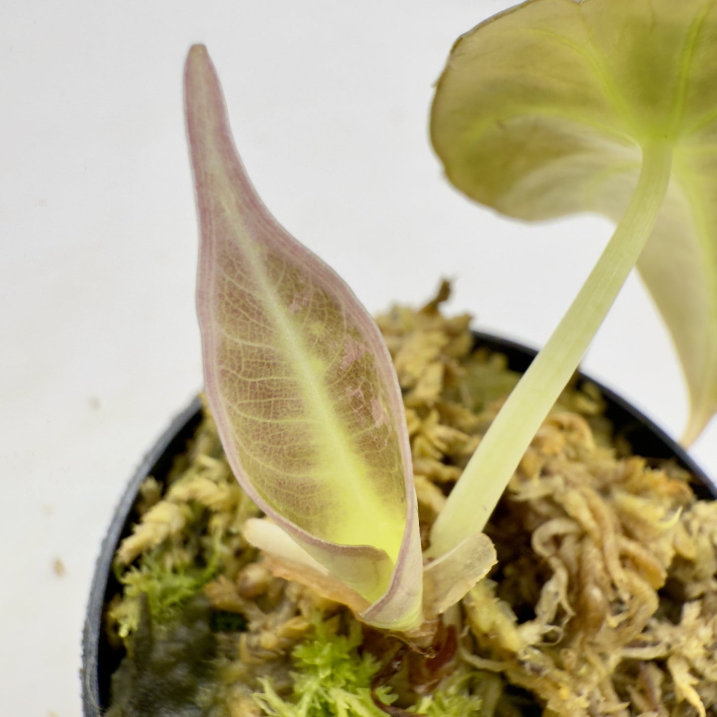 Alocasia Black Velvet Gold Variegata