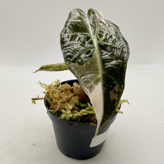 Alocasia Polly Snowflake Pink/Albo Variegata